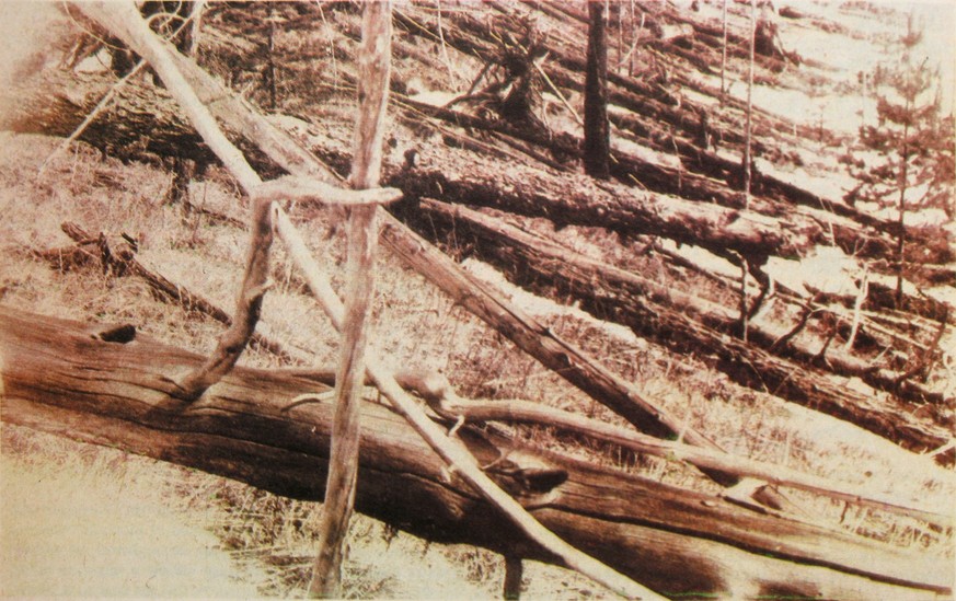 Trees were knocked down and burned over hundreds of square km by the Tunguska meteoroid impact. This image is cropped from the original, taken in May 1929 during the Leonid Kulik expedition. (wikipedi ...
