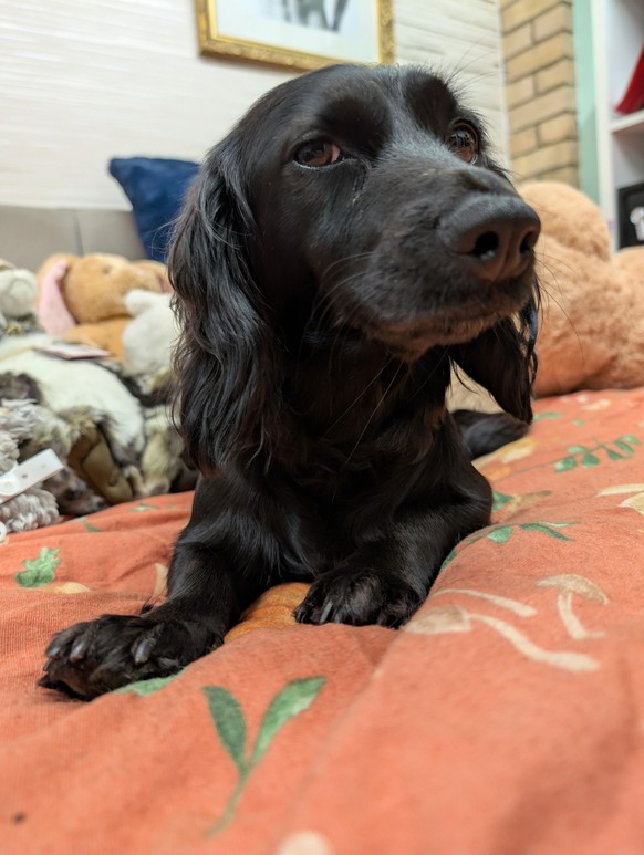 cute news tier hund

https://www.reddit.com/r/dogpictures/comments/1nmxegp/show_me_your_judgy_dogs/