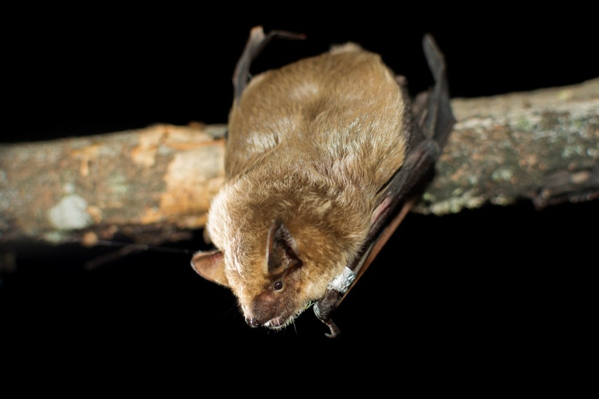 Breitflügelfledermaus (Eptesicus serotinus)