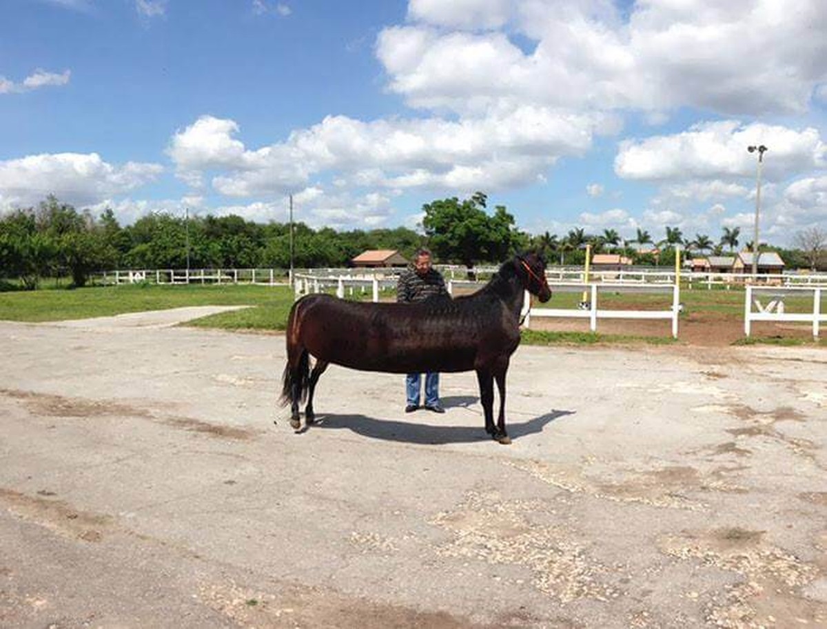 Panorama-Fails Tiere