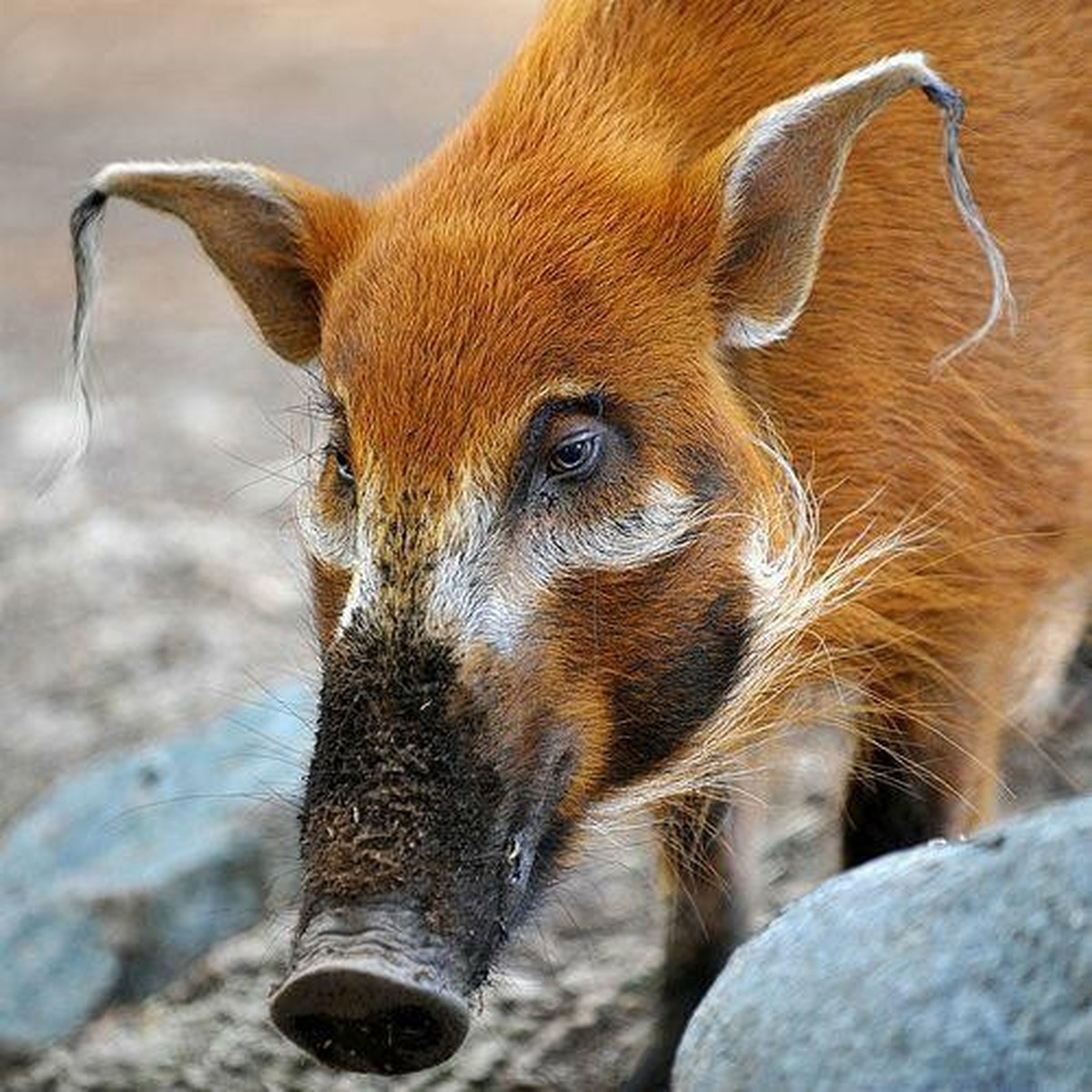 cute news tier pinselohrschwein red river hog

https://imgur.com/gallery/red-river-pig-4nHFISR