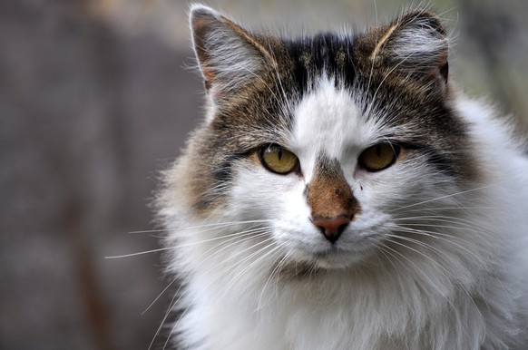 Wild cat