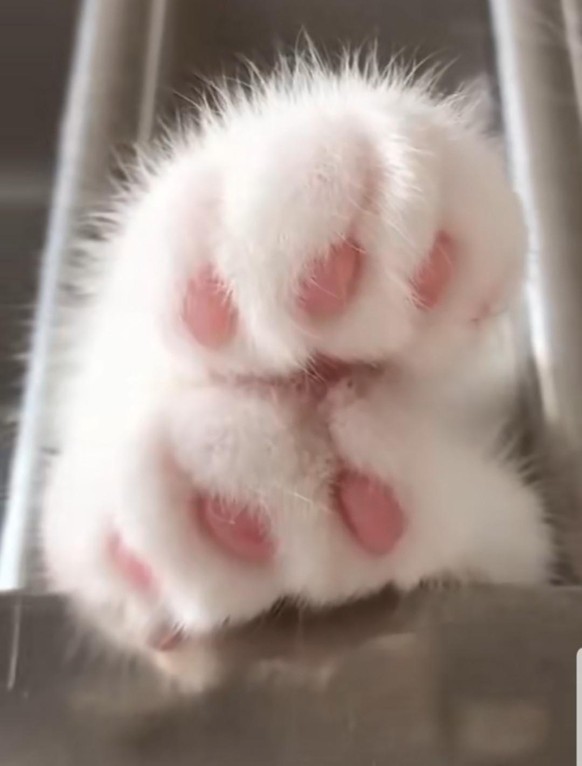 Expertin ist Гјberzeugt: Cute News verursachen gute Laune\nHach PfГ¶tliрџҐ°