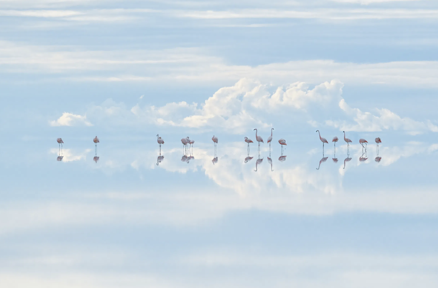 Eine Gruppe chilenischer Flamingos.