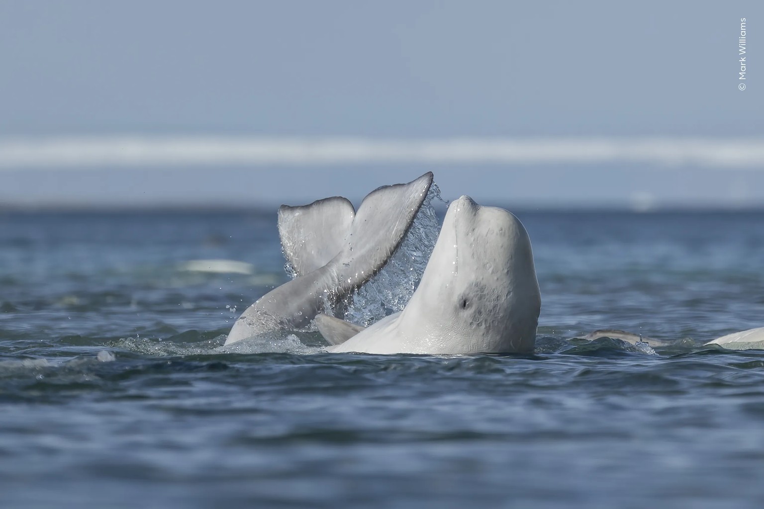 A Good Scratch.

A beluga whale rubs its underside on a shallow river bottom to exfoliate its skin.

Mark took this image in a remote inlet along the Northwest Passage in the Canadian Arctic.

Hundred ...