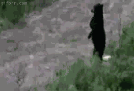 Die Lustigsten Bilder Und Gifs Aus Dem Internet In Einem Einzigen Beitrag Watson