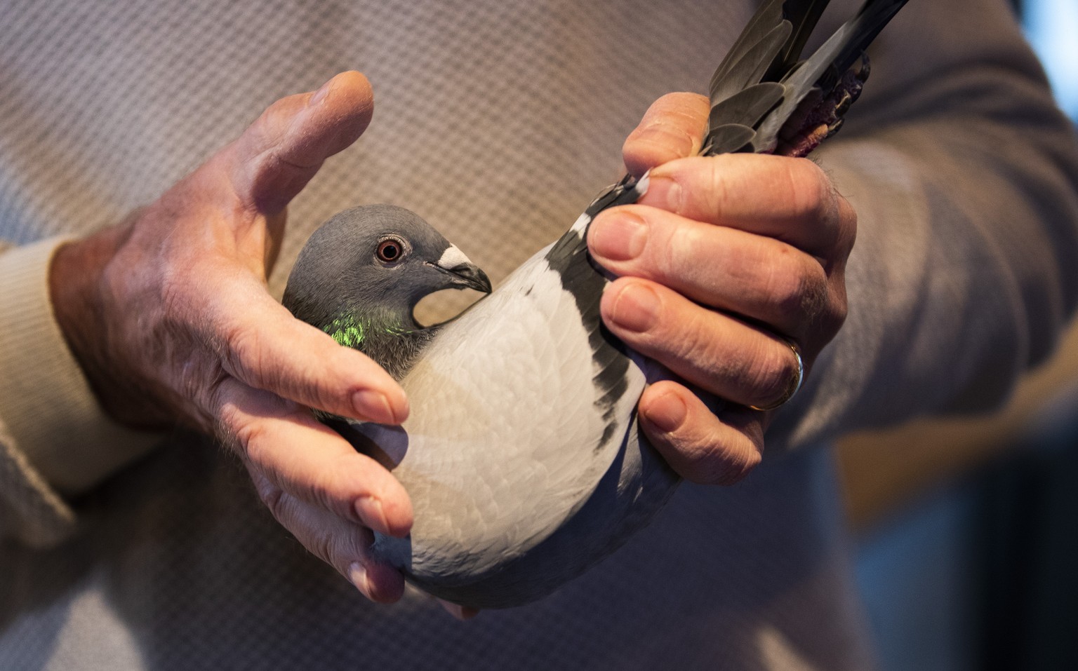 Carlo Gyselbrecht, co-owner of Pipa, a Belgian auction house for racing pigeons, shows a two-year old female pigeon named New Kim after an auction in Knesselare, Belgium, Sunday, Nov. 15, 2020. A pige ...