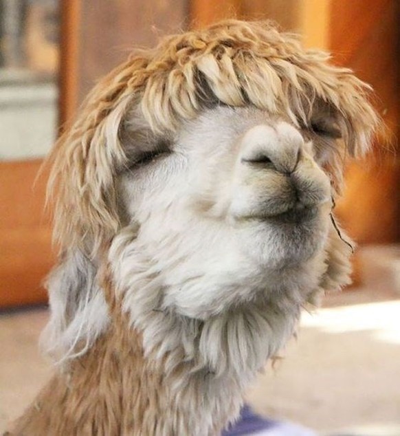 cute news animal alkpaka llama https://imgur.com/t/alpaca/vBMUdEH