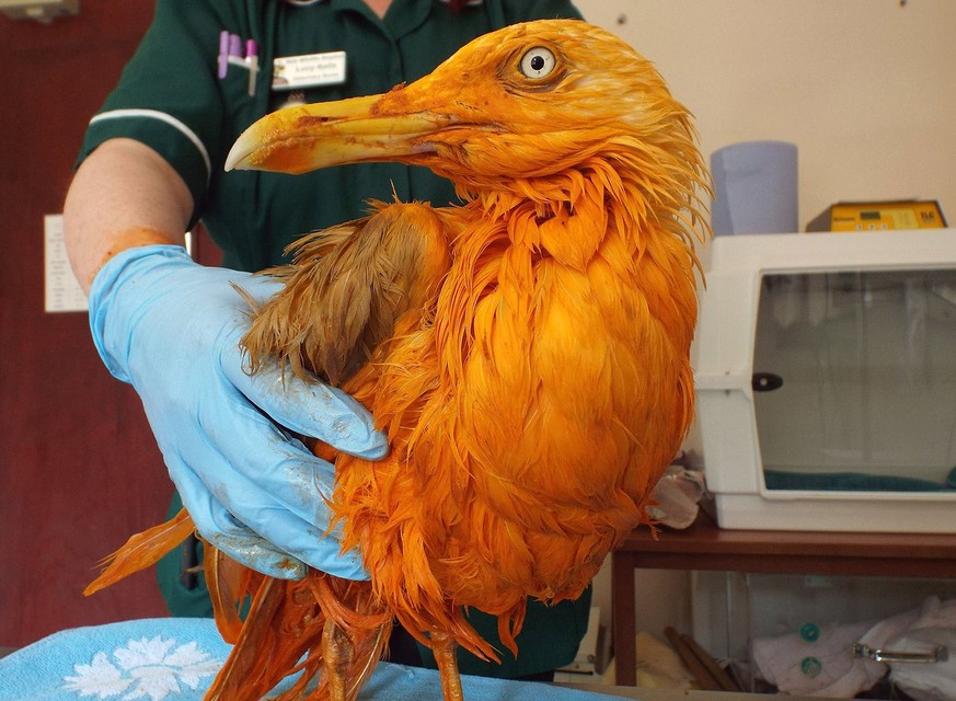 BREAKING NEWS: Möwe fällt in Curry-Topf; wird orange