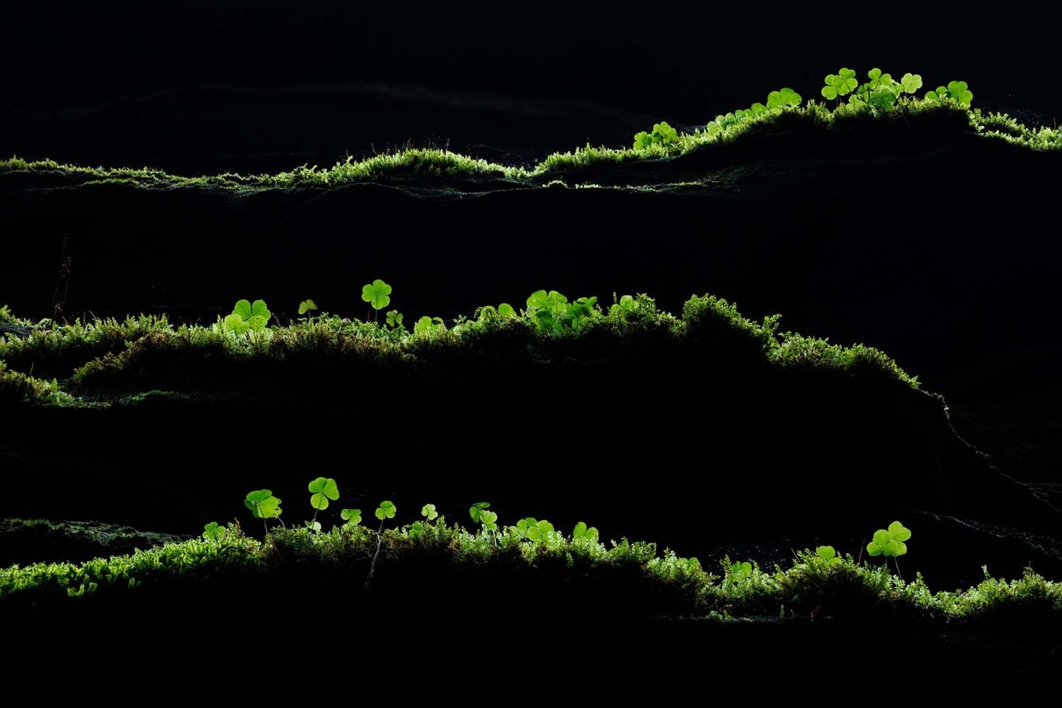 Kategoriesieger Pflanzen und Pilze / Grüne Linien

Sandsteinfelsen mit Moos und Farnen im Nationalpark Sächsische Schweiz, Elbsandsteingebirge, Sachsen, Deutschland * Sandstone cliffs with moss and fe ...