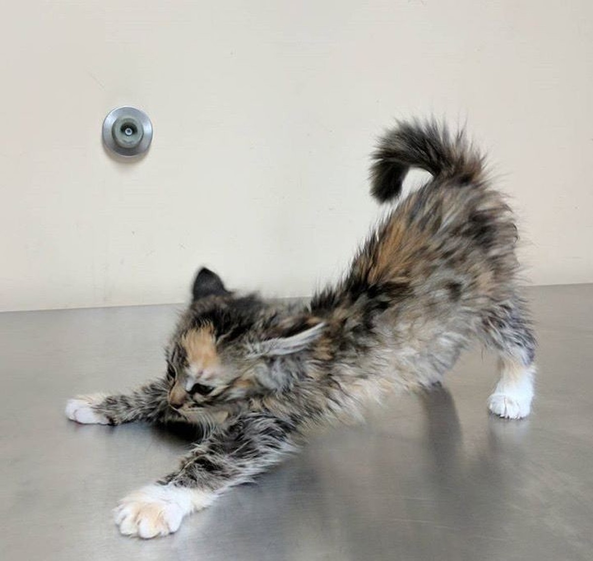 cute news tier katze

https://ch.pinterest.com/pin/1121888957181253667/