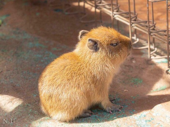 cute news animal tier

https://www.boredpanda.com/tiniest-of-units/?cexp_id=44923&amp;cexp_var=74&amp;_f=featured&amp;utm_source=ecosia&amp;utm_medium=referral&amp;utm_campaign=organic