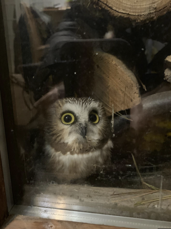 Kleine herzige Tiere für Cute News