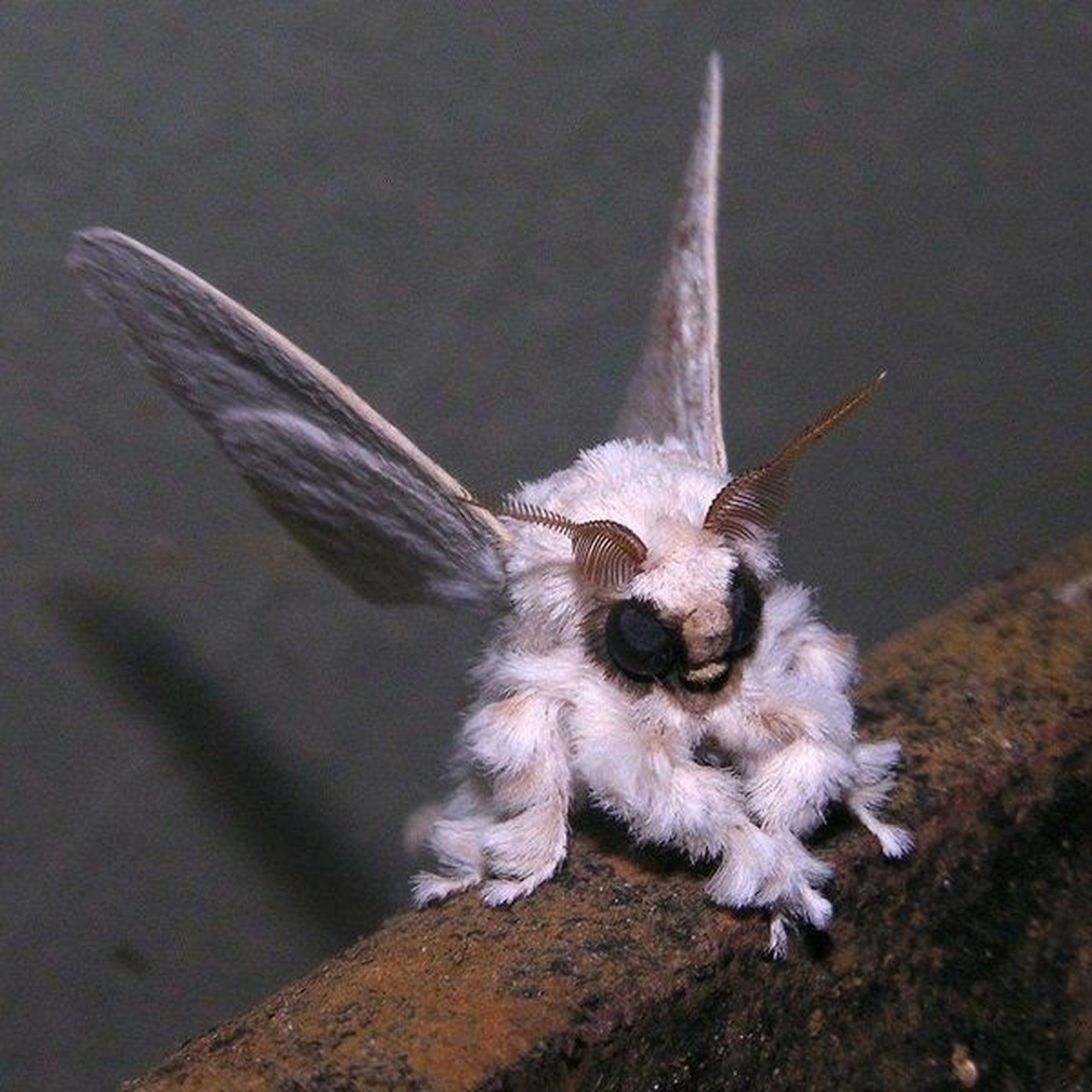 1 Rätsel + 24 Tierbilder, damit der Freitag schneller vorübergeht. WER IST DABEI?
Ich hab' mich grad in diese Pudelmotte verliebt…