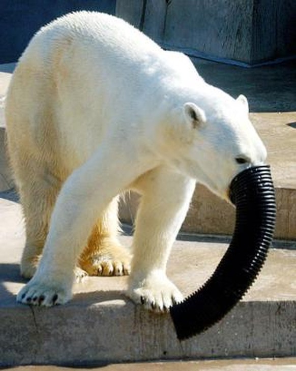 Eisbär, Elefant
Cute News
https://iwastesomuchtime.com/search?for=animal