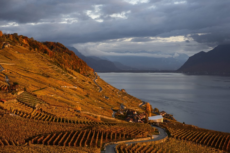 epa05002382 The Lavaux vineyards above the lake Geneva at sunset in Bourg-en-Lavaux, Switzerland, 29, October 2015. EPA/JEAN-CHRISTOPHE BOTT