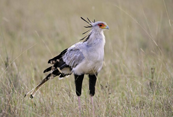 Sekretär Sagittarius serpentarius, in hohem Gras, Masai Mara, Kenia, Afrika *** Secretary Sagittarius serpentarius , in high Grass, Masai mara, Kenya, Africa Copyright: imageBROKER/IngoxSchulz ibxisb0 ...