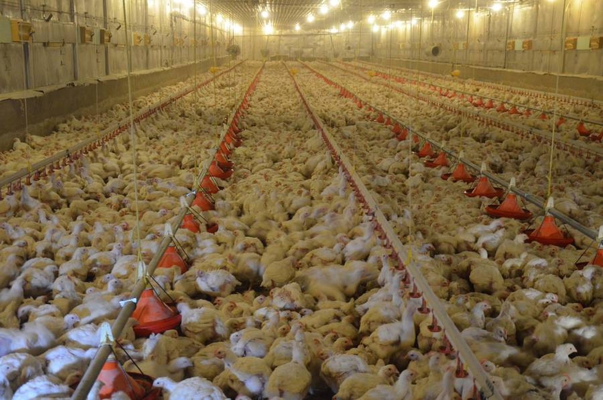 Veganer bringen Schweizer Spitäler in die Bredouille
@AlteSchachtel, "Die erwähnten Tiere werden durch den Anbau von Gemüse, Getreide etc. getötet und das nimmt der Veganer in Kauf." Aber da ...