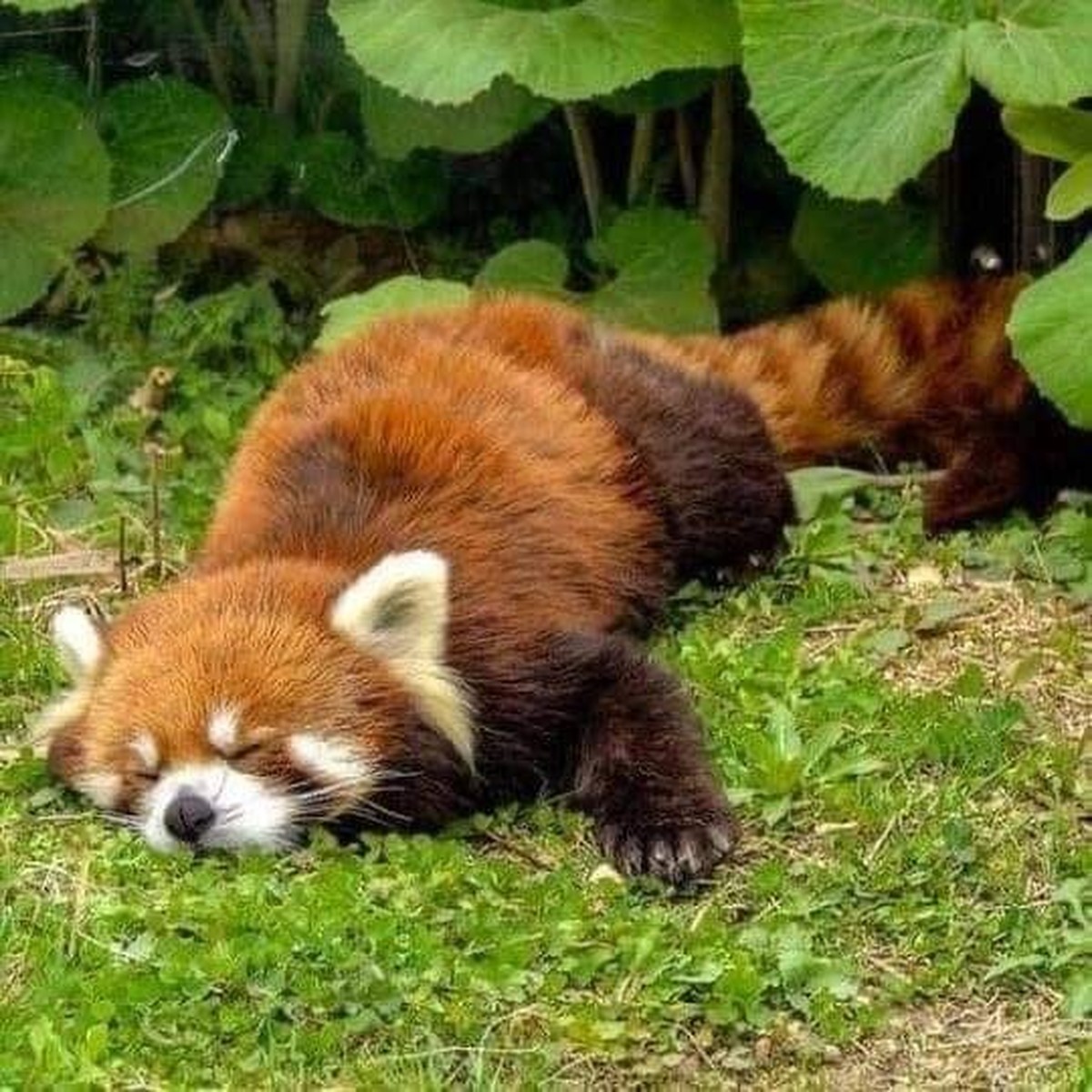 cute news animal tier red panda roter panda

https://imgur.com/t/cute_animal/srX3lhn