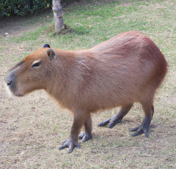 cute news animal tier capybara

https://www.reddit.com/r/capybara/comments/x1ebpo/bro_is_wondering_what_to_do_next/