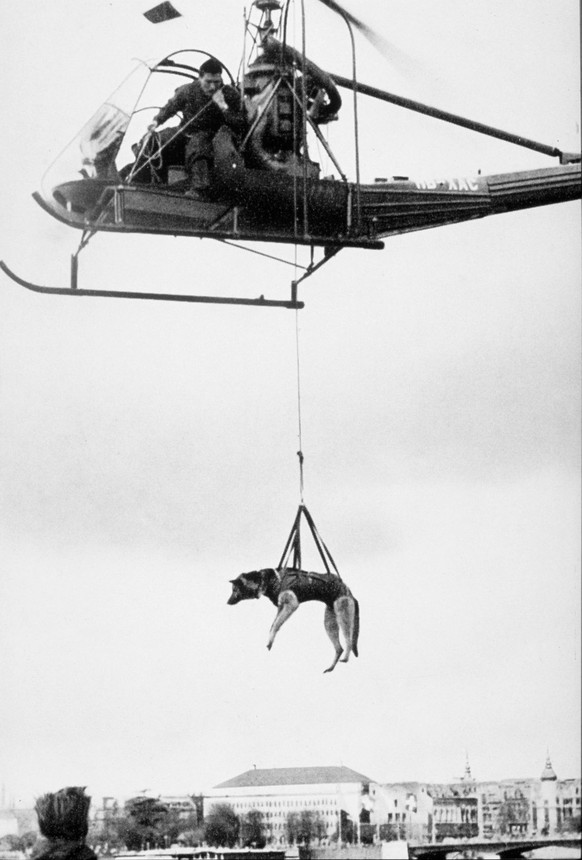 Rettungsdemonstration der REGA in Zuerich 1955. In einem Spezialtragtuch wird ein Lawinenhund als Unterlast unter dem Helikopter des Typs Hiller 360 transportiert und abgesetzt. (KEYSTONE/REGA/Str)
