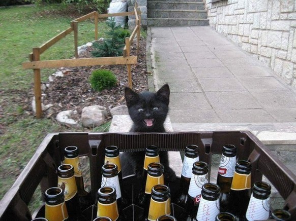 cute news tier katze

https://ch.pinterest.com/pin/1121888957198851720/