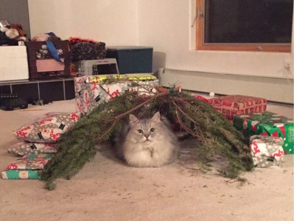 Katze unter Weihnachtsbaum
https://imgur.com/gallery/SjFMFLW