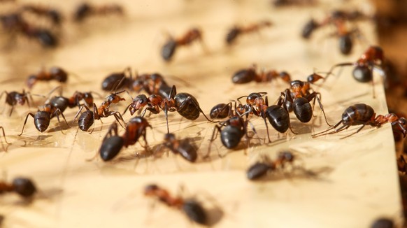 epa04262580 European red wood ants (Formica polyctena) walk on cardboard box, in which volunteers had placed their nest, in Luetau, Germany, 17 June 2014. After the protected ant species had spread ne ...