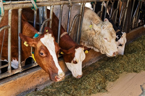https://www.schweizheute.ch/schweiz/bauer-haefely-muss-milchkuh-dalia-zum-metzger-geben-ld.4215001
Landwirt Christoph Haefely Hägendorf SO