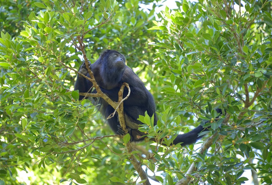 Monos mueren en los árboles de México por el calor extremo