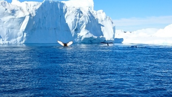 Good News: Buckelwale sind nicht mehr gefährdet – und sie bleiben geschützt
Wir haben diesen Sommer in Ilulissat auch ganz viele (oder immer die selben) Buckelwale gesehen. Ich denke, jeder der diese Wale mal live gesehen hat, kann eh nicht verstehen, warum so viele davon getötet werden.. 