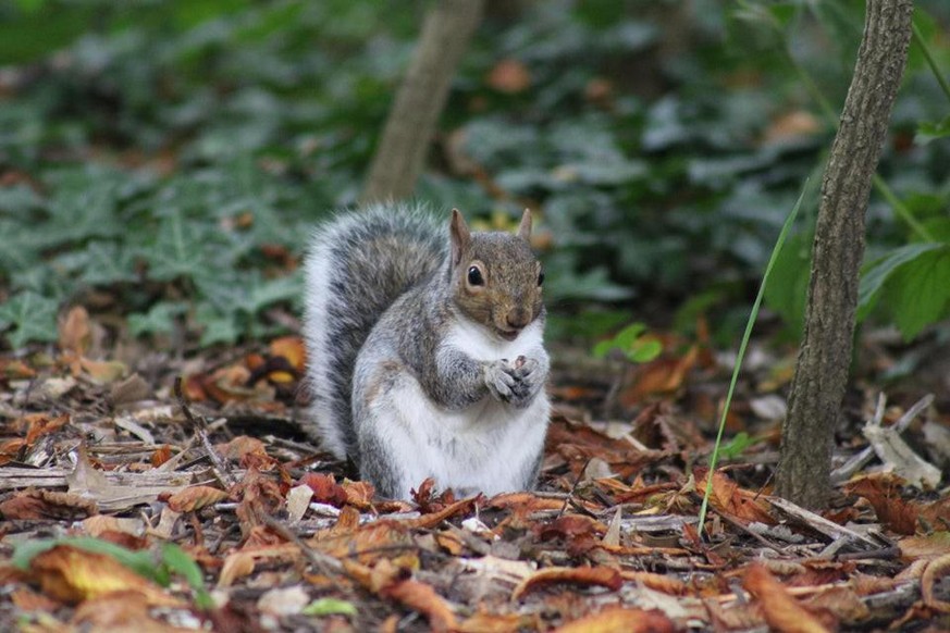 eichhörnchen eiche squirrel cute news

https://www.reddit.com/r/squirrels/comments/r464vq/grey_squirrel_locke_park_redcar_north_yorkshire_uk/