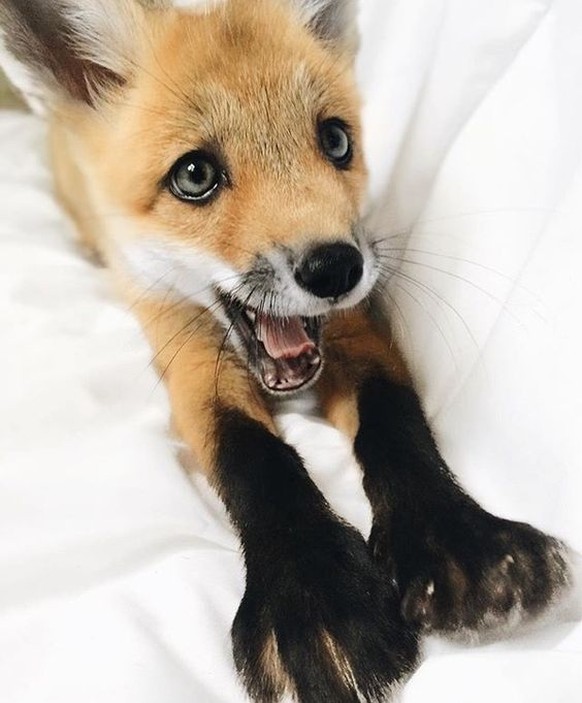 Fuchs
Cute News
https://www.pinterest.com/pin/376895062546663214/