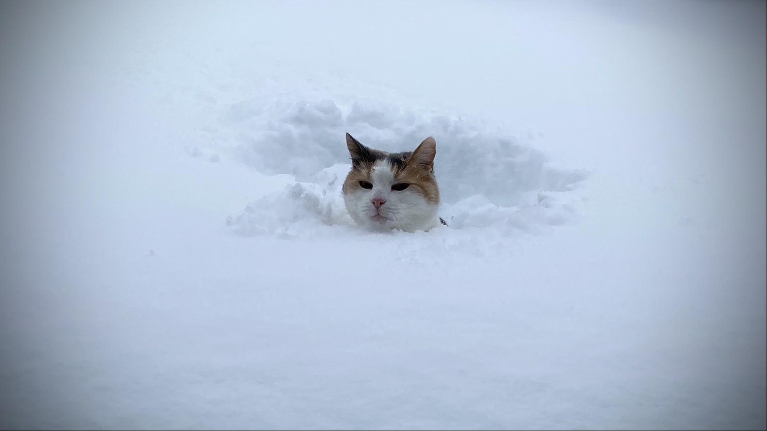 tel:
email:
Was für ein Katzenwetter!
Von: