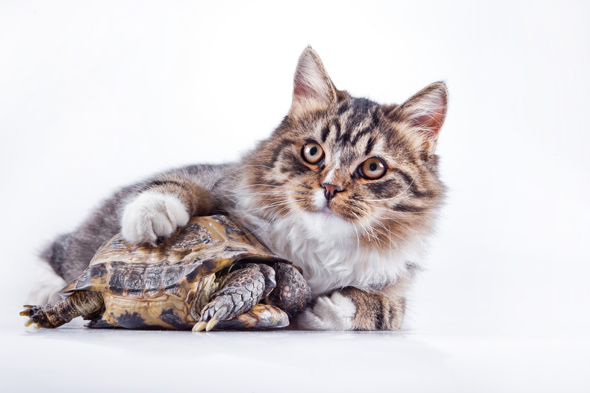 Katze mit Schildkröte
