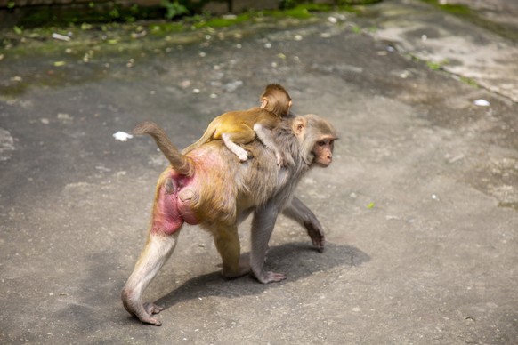 epa09413326 A wild Rhesus macaque���s monkey carries her infant on the premises of the Sadhana Aushadhalaya, an herbal medication factory in Gandaria area in Old Dhaka, Bangladesh 14 August, 2021. Rhe ...