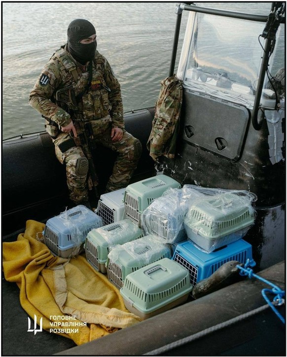Ukrainischer Militärgeheimdienst HUR evakuiert Katzen von Schlangeninsel (November 2024).