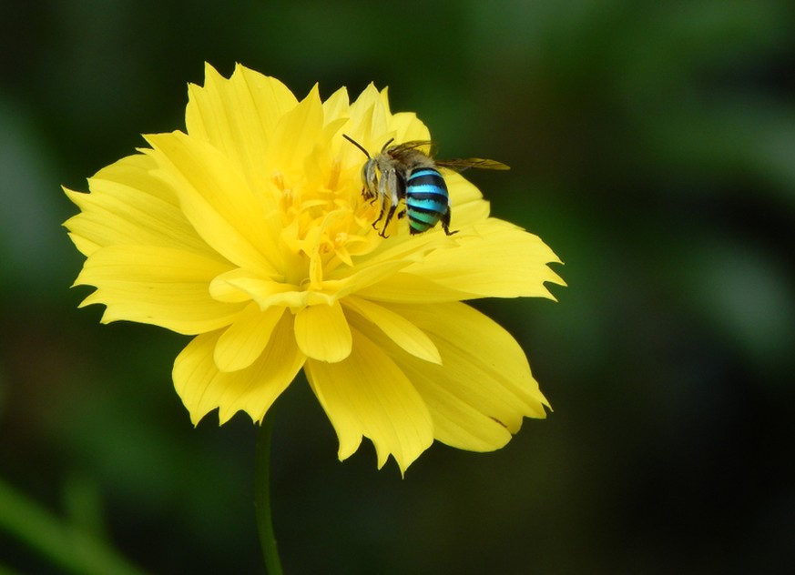 Amegilla cingulata, blaugebänderte Pelzbiene