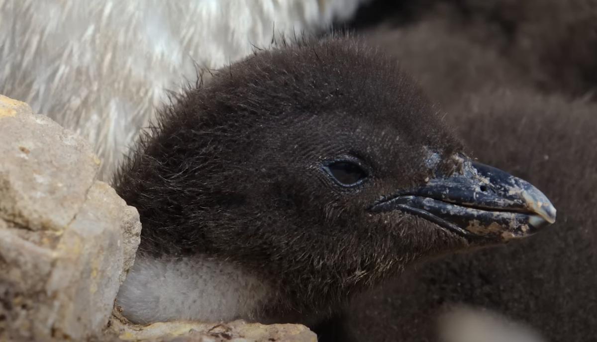 Des manchots hybrides sur la côte patagonienne, en Argentine.