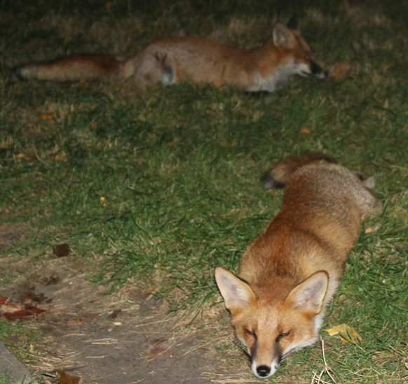 cute news tier fuchs

https://www.reddit.com/r/foxes/comments/1ddgxj7/more_sleeping_foxes/