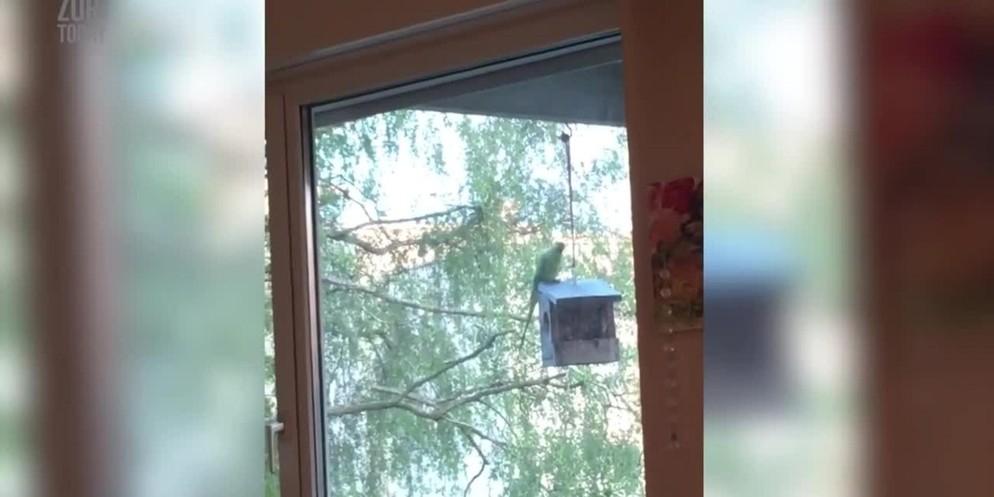 Papagei Halsbandsittich in Seuzach