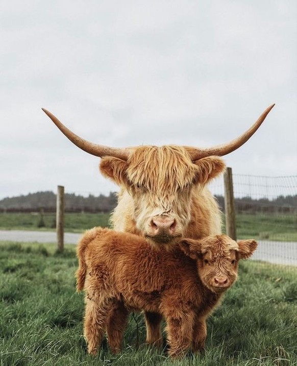 cute news tier kuh schottisches hochlandrind

https://ch.pinterest.com/pin/1121888957171362014/