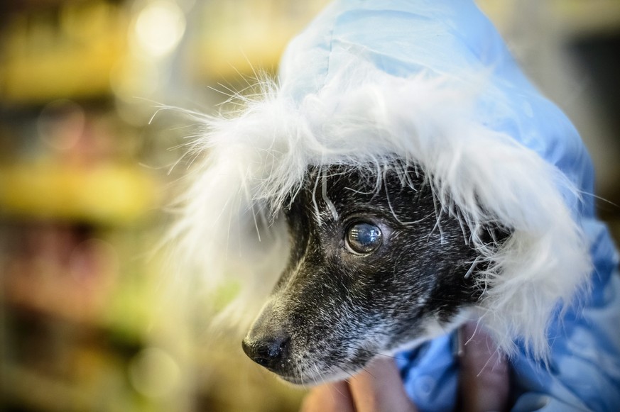 epa04045340 Tiny dog Kulka wears a blue jacket at a pet shop in Lublin, eastern Poland, 28 January 2014. In pet stores, pet owners can buy some special and warm clothes for their dogs, to protect them ...