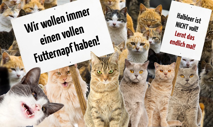 Wofür oder wogegen Katzen protestieren würden