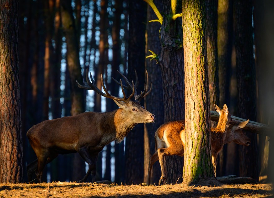 02.10.2025, Brandenburg, Groß Schönebeck: Ein Hirsch treibt Hirschkühe am frühen Morgen durch ein Gehege im Wildpark Schorfheide. Im Herbst kann man die Hirsche in den Wäldern um die Gunst der Weibche ...
