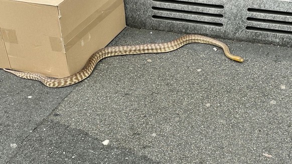 Am 9. August 2023 hat die Polizei in Kriens eine Schlange eingefangen. Die Python war ausgebüxt und konnte dem Halter wieder übergeben werden. Für Personen bestand keine Gefahr.