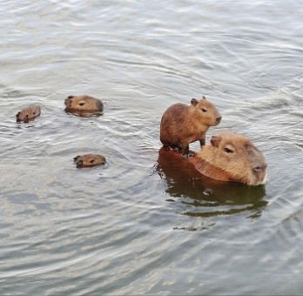 cute news tier capybara

https://www.reddit.com/r/capybara/comments/1i6h7ew/the_capy_squad_is_pulling_up/