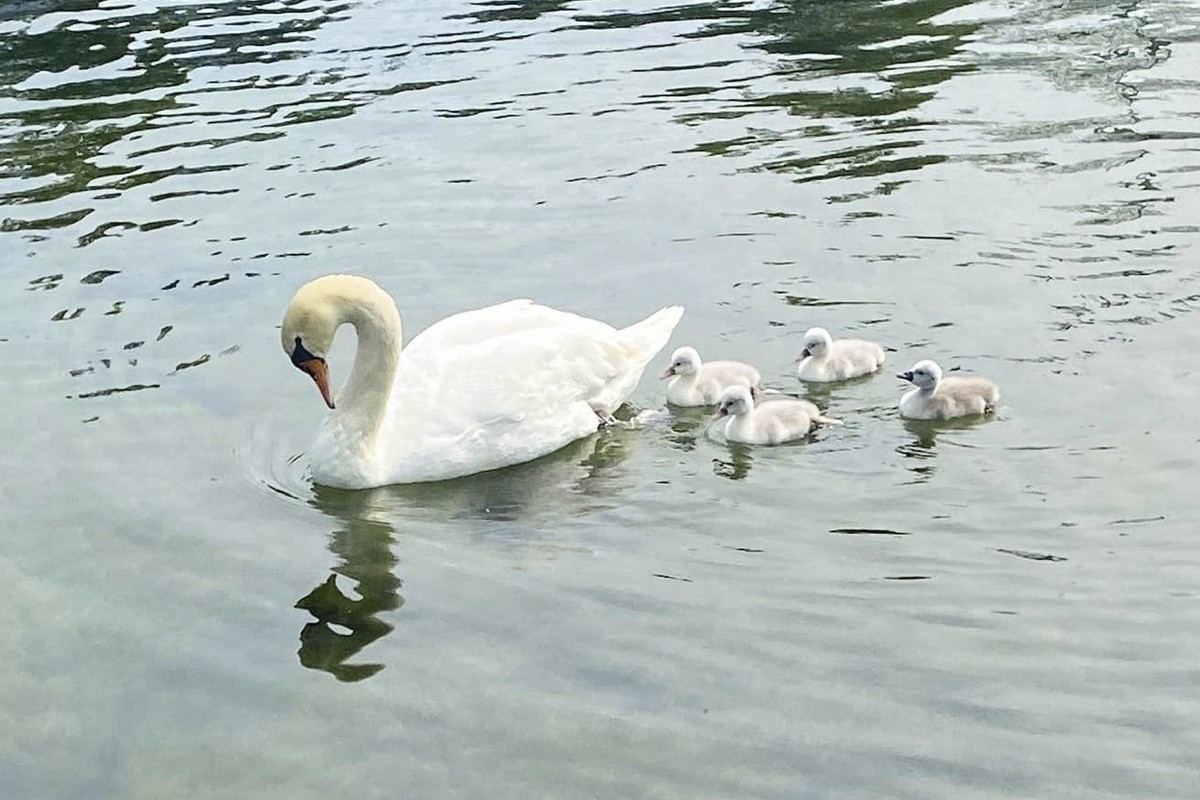 A swan, Faye, and her four cygnets swim on May 15, 2023, in Manlius, N.Y. The village of Manlius in upstate New York is mourning the loss of Faye, who was stolen from the town's pond over the wee ...