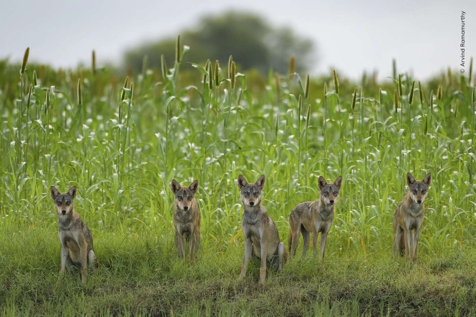 Wolf Pack.

Members of an Indian wolf pack pause briefly as they play in fields in Bhigwan, India.

Indian wolves were once found all across India. Now, their number has dwindled to as few as 3,000.

 ...