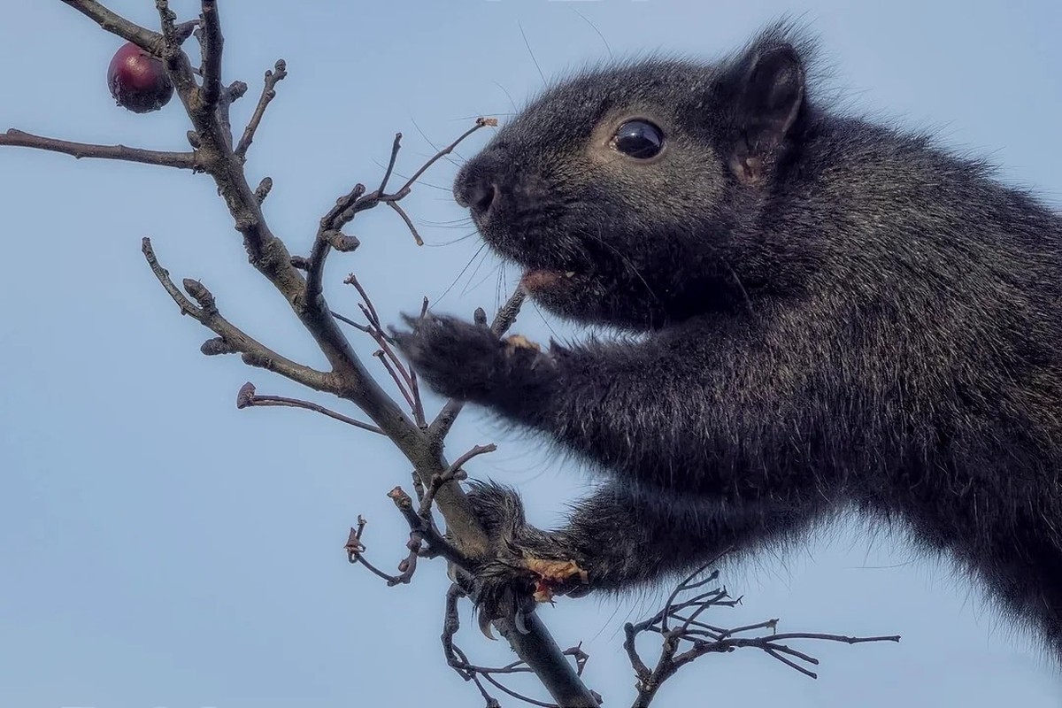 cute news tier eichhörnchen

https://www.reddit.com/r/NatureIsFuckingCute/comments/1hivymi/reaching_for_that_last_berry/